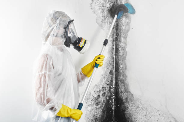 Best Biohazard Mold Removal  in Cottage City, MD